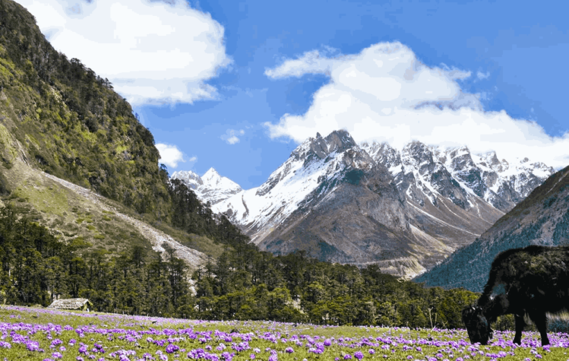 Gangtok, Pelling & Lachung Tour Package